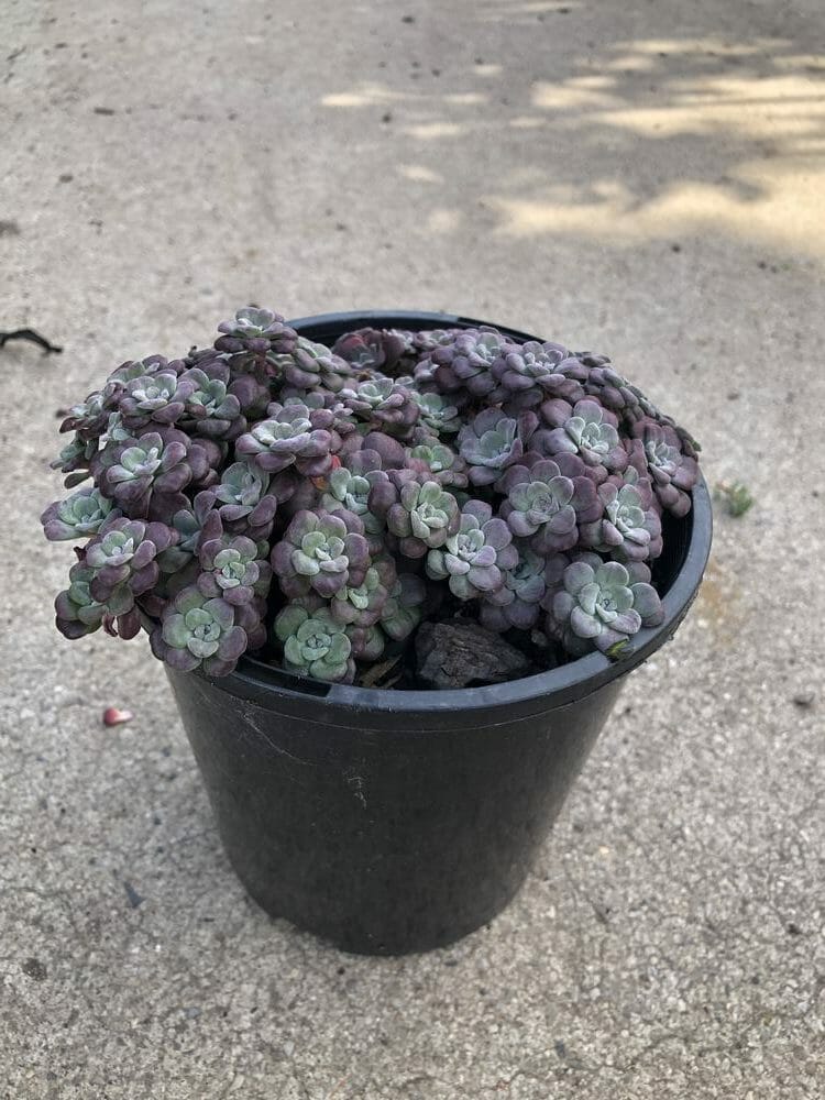 A small black plastic 6" pot contains a cluster of purple and green rosette-shaped Sedum Purple BLOB® 6" Pot succulents, sitting on a concrete surface.