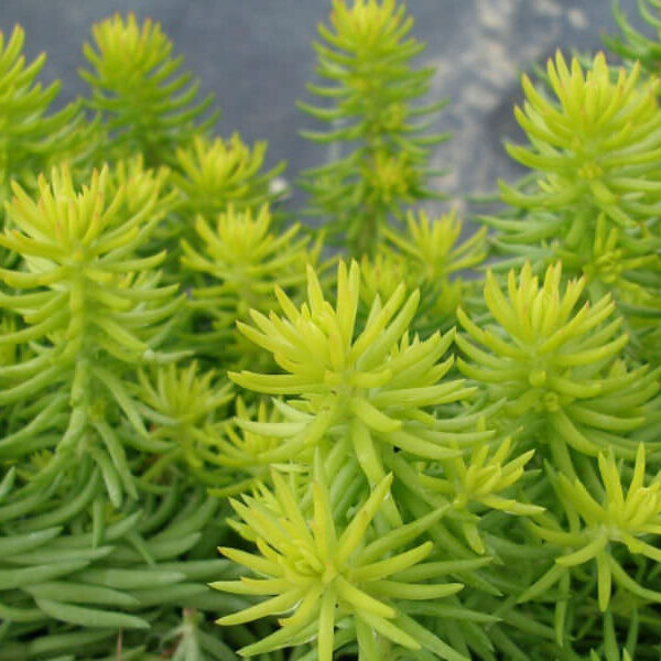 Sedum 'Gold Blob' @ Hello Hello Plants