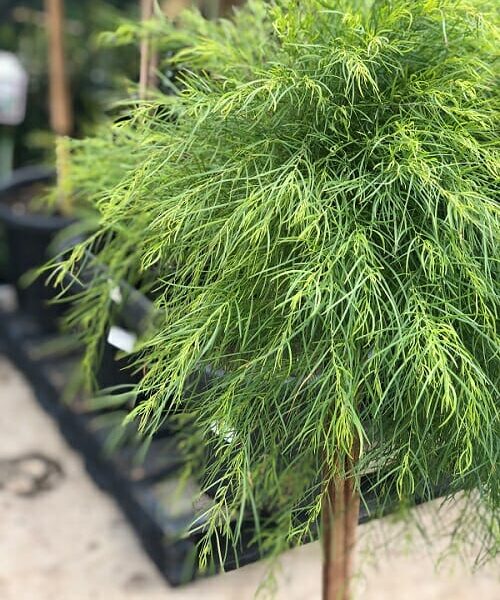 A lush green potted plant with feathery foliage displayed in a garden center.