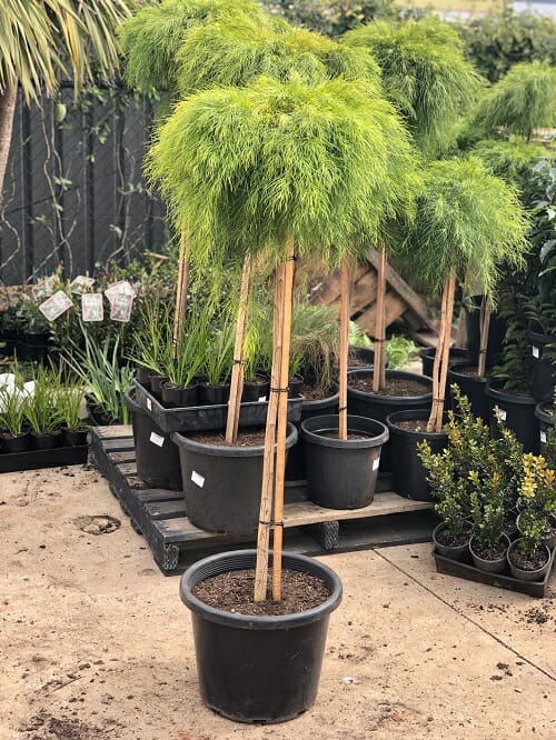 Young potted trees for sale at a garden center.