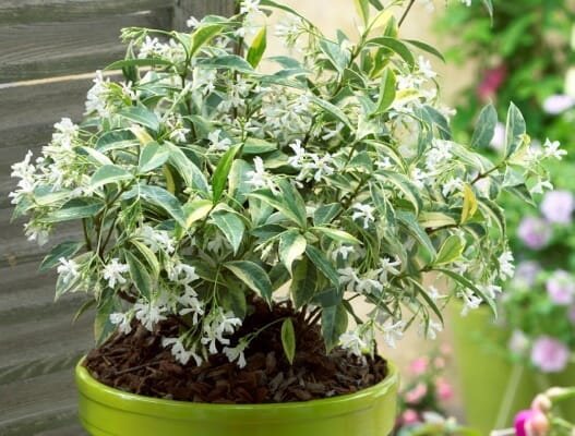 Trachelospermum 'Sunlover' Jasmine 6" Pot - Image 2
