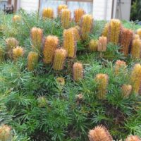 A lush green Banksia 'Black Magic' 10" Pot with dense spiky leaves and numerous upright brownish-orange cylindrical cones.