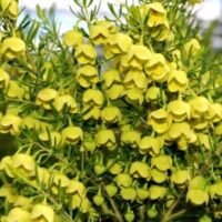 Boronia Lutea @ Hello Hello Plants