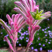 Kangaroo Paw ‘Bush Pearl’ @ Hello Hello Plants