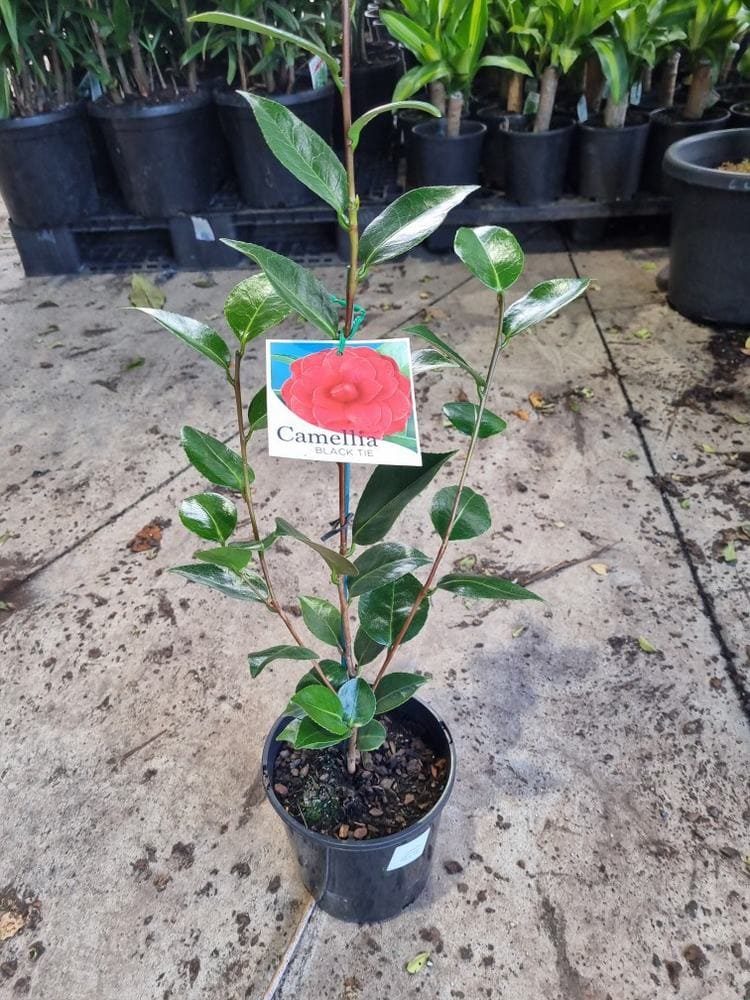 Camellia japonica 'Black Tie' 8" Pot - Image 5