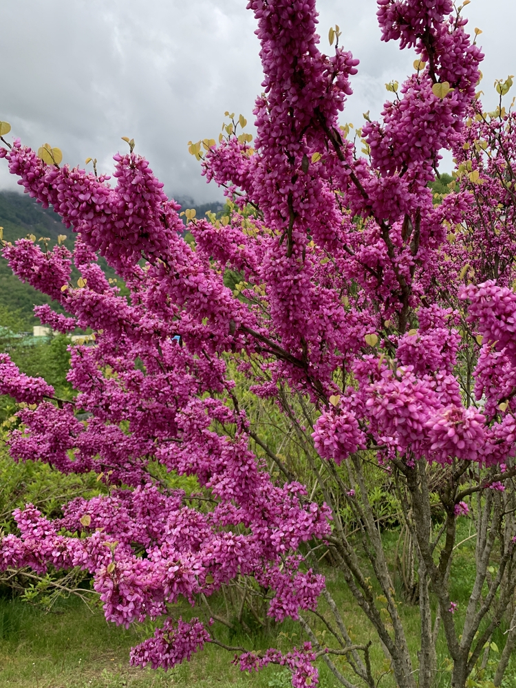 A Cercis 'Avondale' Redbud displays dense clusters of bright pink flowers outdoors, set against lush green foliage and a cloudy sky.