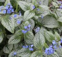 A cluster of Brunnera 'Silver Heart' 6" Pot plants with heart-shaped, silver-veined leaves and small blue flowers.
