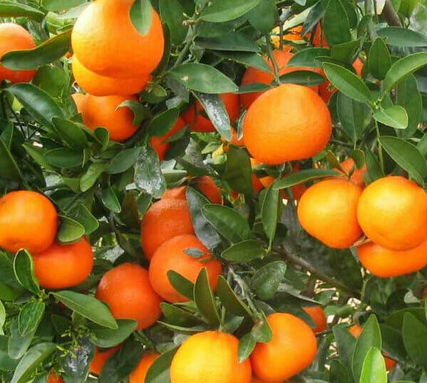 Mandarin 'Afourer' @ Hello Hello Plants