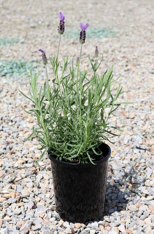 A Lavandula 'Avonview' Lavender plant with multiple purple blooms in a 6" black plastic pot, set on a gravel surface under daylight.