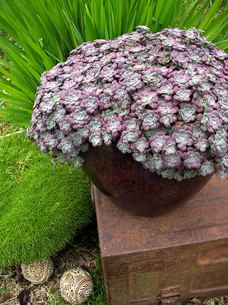 Sedum 'Purple Blob' @ Hello Hello Plants