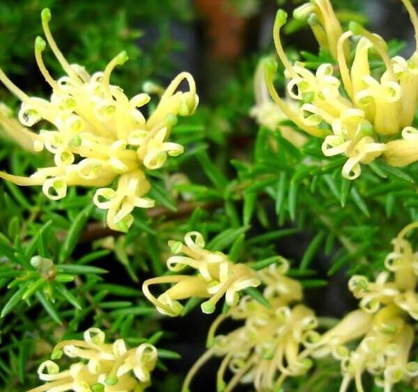 Grevillea 'Prostrate Gold' @ Hello Hello Plants