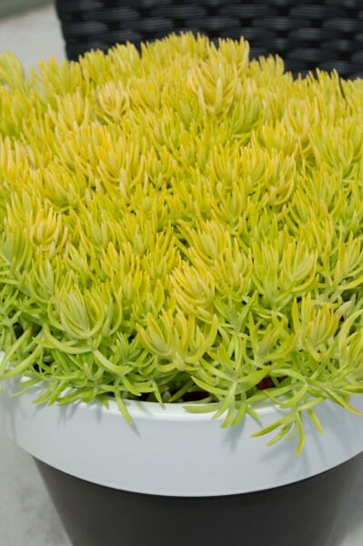 Vibrant yellow-green Sedum Gold BLOB® in a white 6" pot.