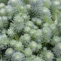 Sedum 'Grey Blob' @ Hello Hello Plants