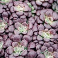 A close-up of Sedum Purple BLOB® in a 6" pot highlights its round, overlapping purple leaves with a distinctive speckled texture that epitomizes its signature look.