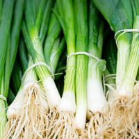 Fresh Spring Onion 4" Pot with white bulbs and roots, neatly bundled together on display.