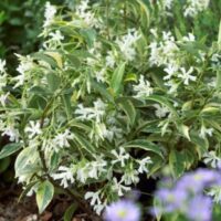Trachelospermum 'Sunlover' Jasmine 6" Pot