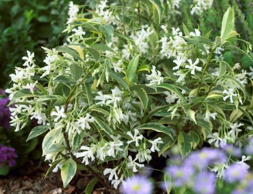 Trachelospermum 'Sunlover' Jasmine 6" Pot