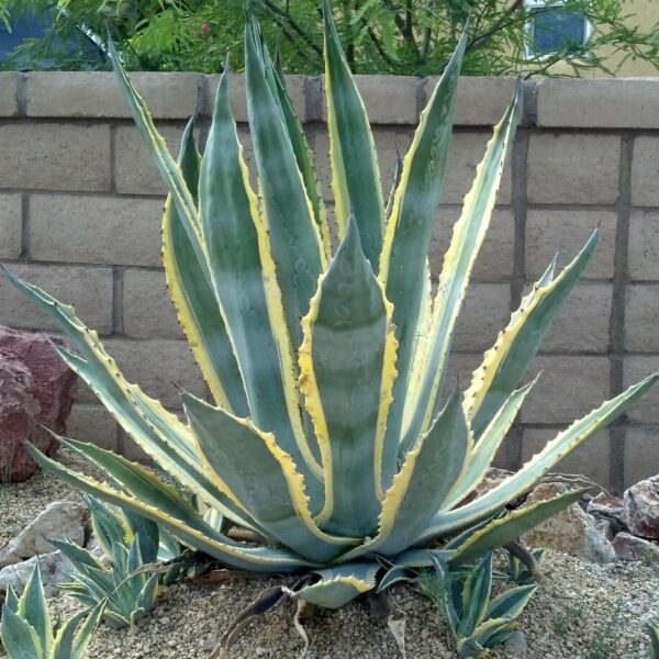 Large Agave americana 'Century Plant' 6" Pot, with yellow-striped leaves, surrounded by rocks, against a brick wall.