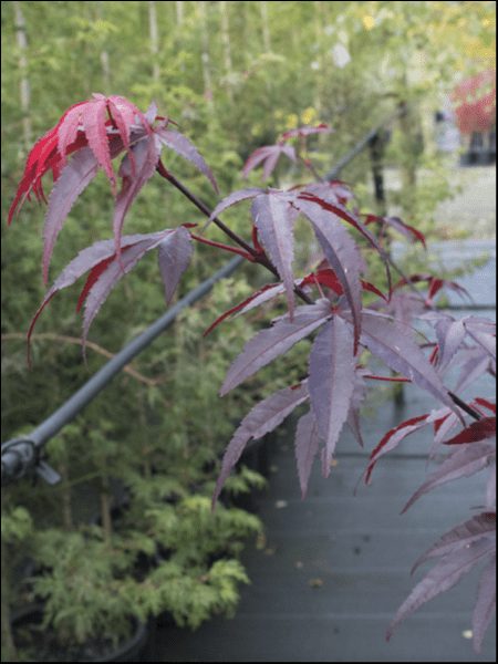 Acer 'Emperor 1' Japanese Maple in an 8" pot showcases reddish-purple, serrated leaves over green garden foliage—an elegant choice to enhance your landscape.