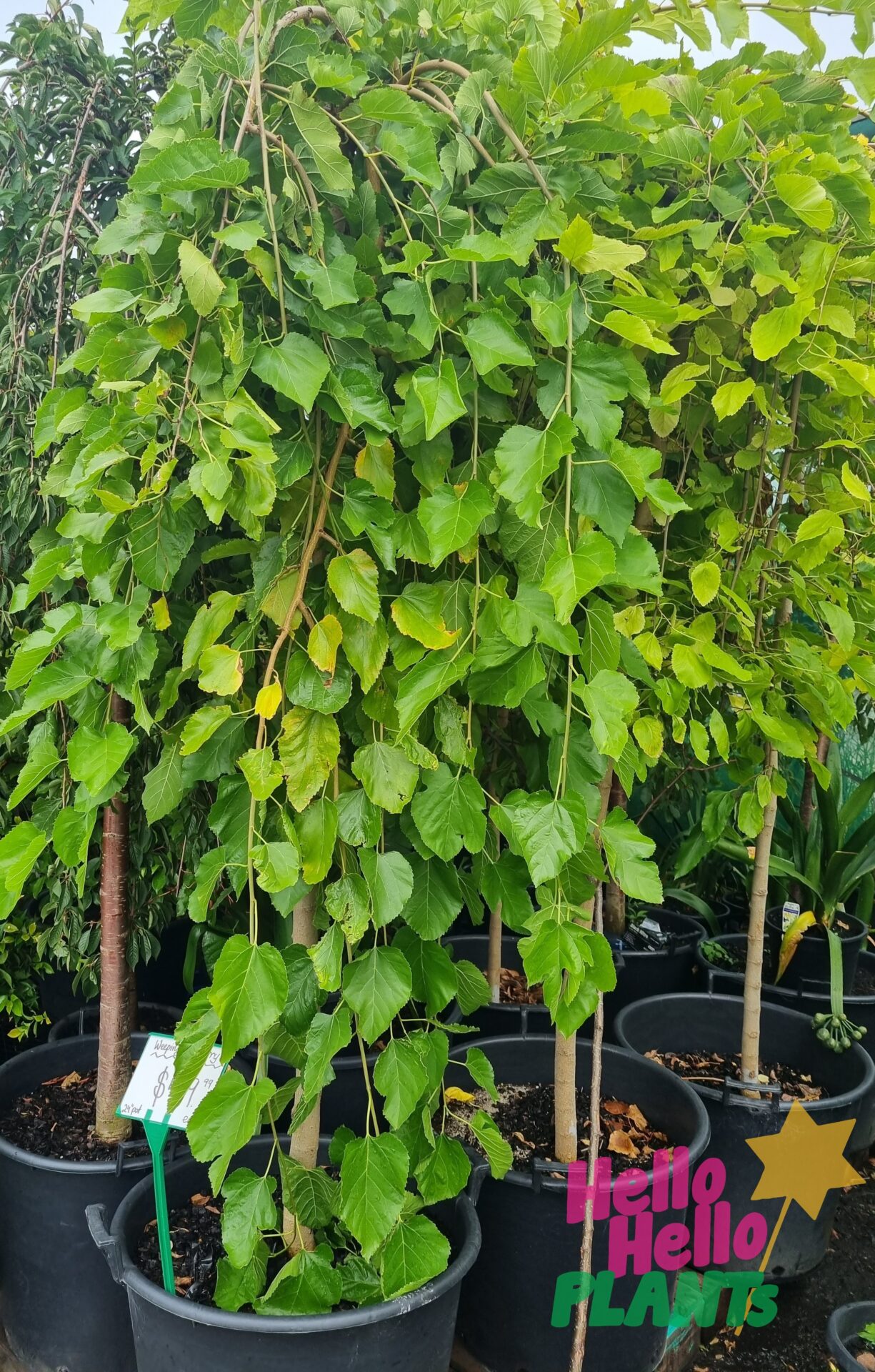Morus 'Weeping Mulberry' - Image 3