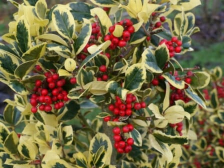 Ilex 'Golden King' holly bush with bright red berries and green and yellow leaves.