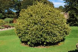 A well-manicured, large, round Ilex 'Golden King' Holly 8" Pot shrub in a sunny park with other greenery and clear skies in the background.
