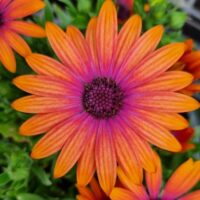 Close-up of the vibrant Osteospermum 'Zion Copper Amethyst' African Daisy, featuring orange petals and a purple center, surrounded by lush green foliage.