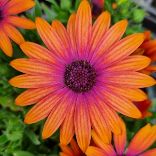 Close-up of the vibrant Osteospermum 'Zion Copper Amethyst' African Daisy, featuring orange petals and a purple center, surrounded by lush green foliage.