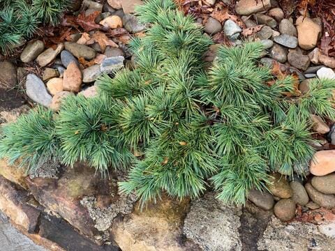 A small Cedrus 'Hedgehog' Lebanese Cedar 8" Pot growing over a stone edge with multi-colored pebbles in the background.