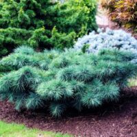 Well-manicured garden with a variety of shrubs including a prominent low-lying blue spruce, a small rock feature, and an 8" pot containing Cedrus 'Hedgehog' Lebanese Cedar.