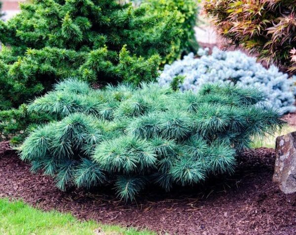 Well-manicured garden with a variety of shrubs including a prominent low-lying blue spruce, a small rock feature, and an 8" pot containing Cedrus 'Hedgehog' Lebanese Cedar.