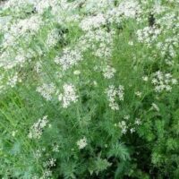 Dense growth of green fern-like foliage with clusters of small white flowers in a Cumin Herb 3" Pot.
