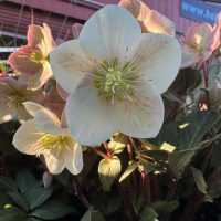 Helleborus 'Shooting Star' Hellebore 7" Pot