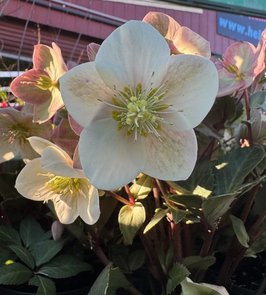 Helleborus 'Shooting Star' Hellebore