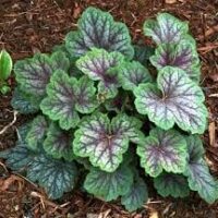 A cluster of Heuchera 'Peppermint Spice' Coral Bells 6" Pot plants with variegated green and purple leaves growing in rich, dark soil.
