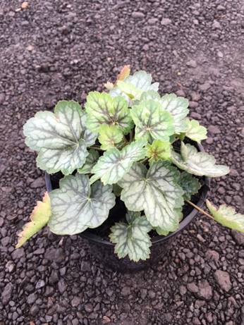 A Heuchera 'Peppermint Spice' Coral Bells 6" Pot with scalloped, variegated green leaves on a textured brown ground.