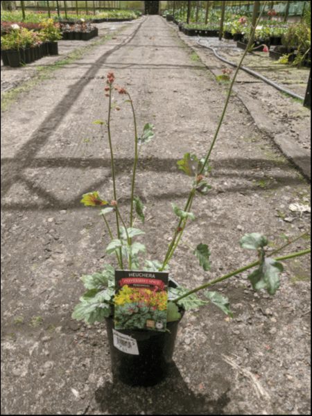 A Heuchera 'Peppermint Spice' Coral Bells in a 6" pot is displayed in a greenhouse aisle, surrounded by other vibrant plants.