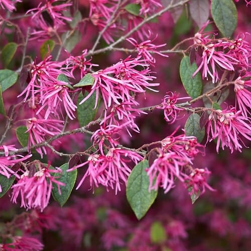 Pink fringe-like Loropetalum 'Burgundy' 6" Pot flowers and green leaves, filling the frame with a vibrant, dense floral display.