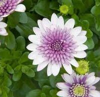 Close-up of Osteospermum '3D Violet Ice™' African Daisy 6" Pot flowers with green foliage in the background.