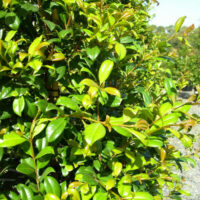 Lush green Syzygium 'Aussie Southern' Lilly Pilly 6" Pot with dense foliage and vibrant, glossy leaves, under bright sunlight.