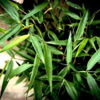 Green Bambusa 'Fargesia Fortune' Bamboo leaves with sharp tips, against a blurred background in an 8'' pot.