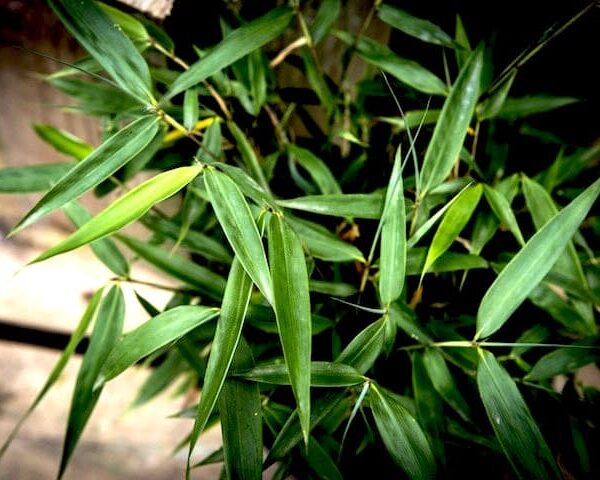 Green Bambusa 'Fargesia Fortune' Bamboo leaves with sharp tips, against a blurred background in an 8'' pot.