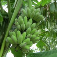 A cluster of Banana 'Pisang' 8" Pot hanging on a tree surrounded by lush greenery.