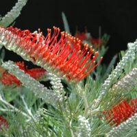 A vibrant red and orange Grevillea 'Scarlet Moon' 6" Pot flower amidst luscious green leaves.