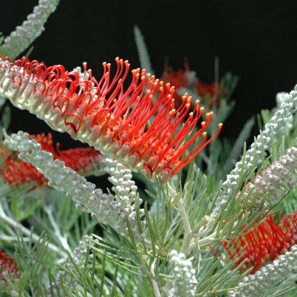 A vibrant red and orange Grevillea 'Scarlet Moon' 6" Pot flower amidst luscious green leaves.