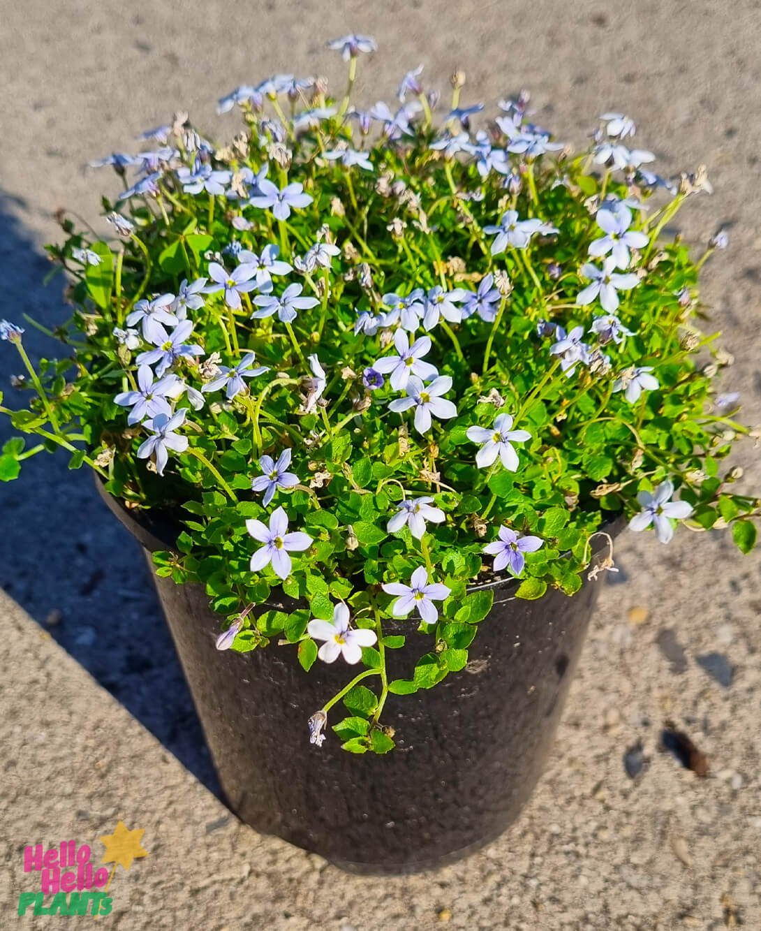 Pratia 'Blue Star Creeper' 6" Pot - Image 4