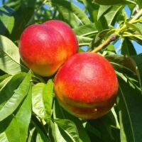 Two ripe Prunus 'Firebrite' Nectarines hanging on a branch surrounded by vibrant green leaves against a blue sky background.