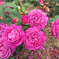 A cluster of vibrant pink Rose 'Old Port' 3ft Standard roses in full bloom, surrounded by green leaves, with some petals fallen on the soil.