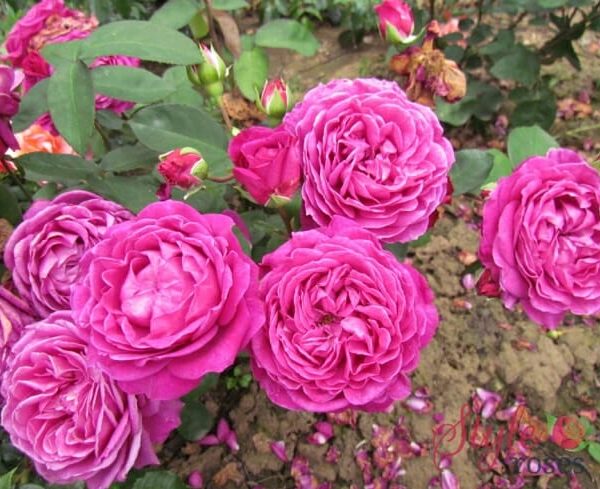 A cluster of vibrant pink Rose 'Old Port' 3ft Standard roses in full bloom, surrounded by green leaves, with some petals fallen on the soil.