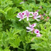 Pink and white flowers with prominent stamens, surrounded by rich green, deeply lobed leaves of the Pelargonium Lemon Scented 'Mozzie Plant' 3" Pot.
